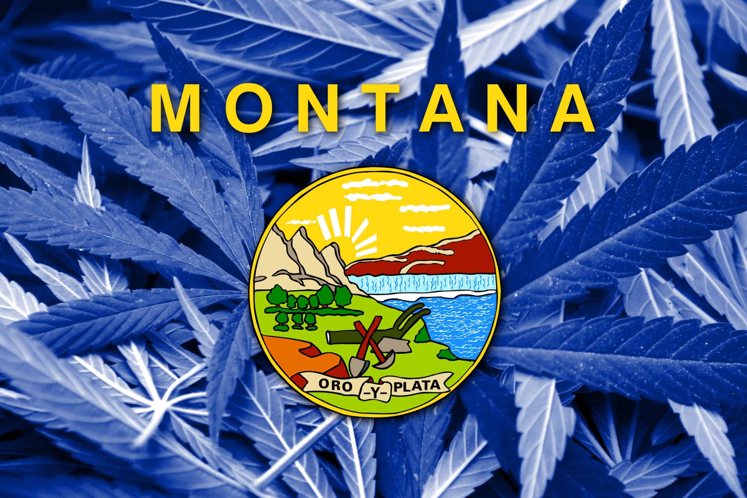 montana cannabis