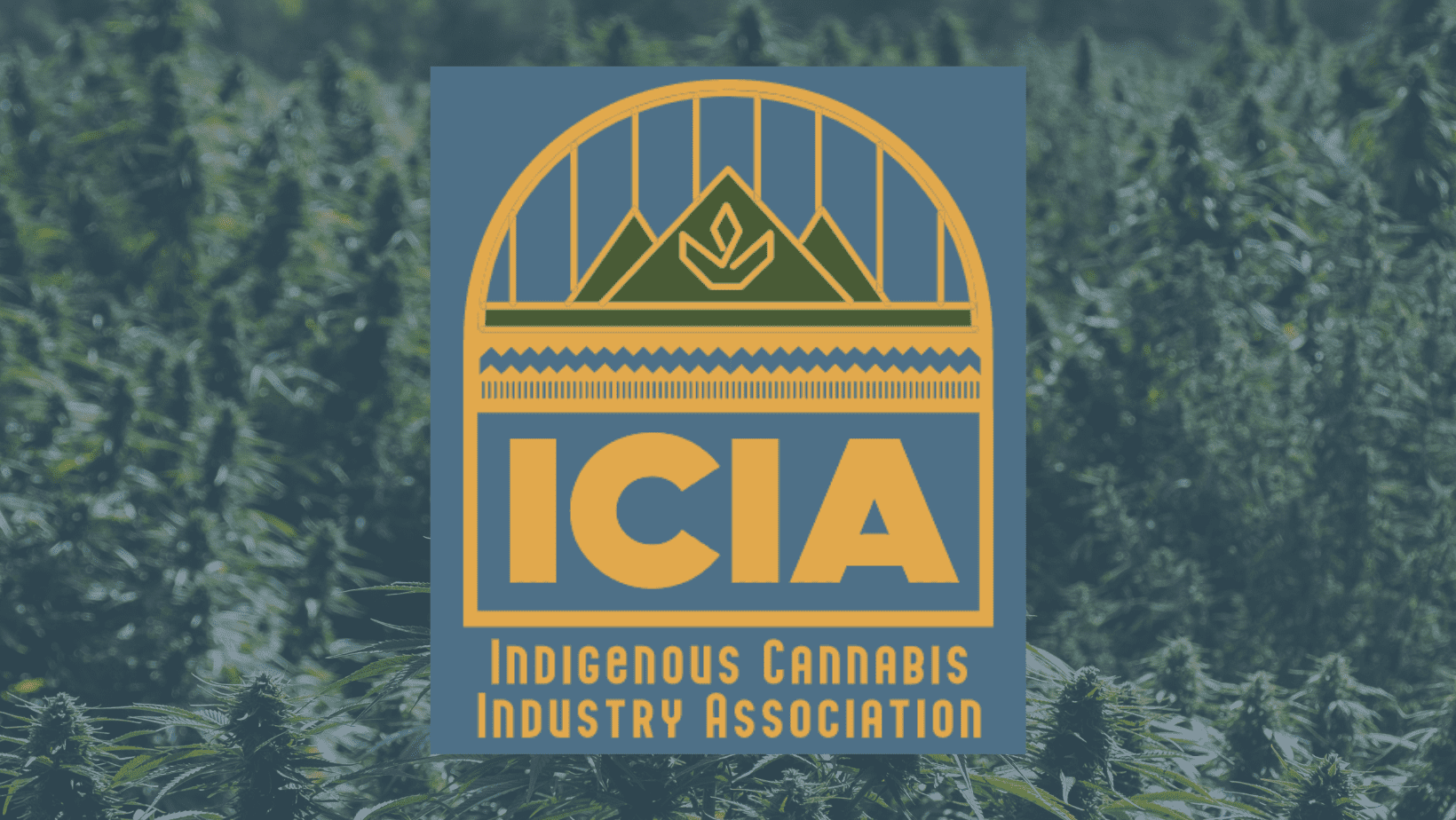 ICIA indigenous cannabis industry